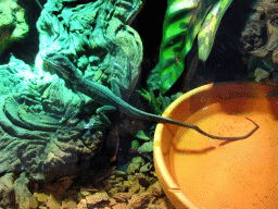 Newborn Amboina Sail-finned Lizard at the lower floor of the Reptielenhuis De Aarde zoo
