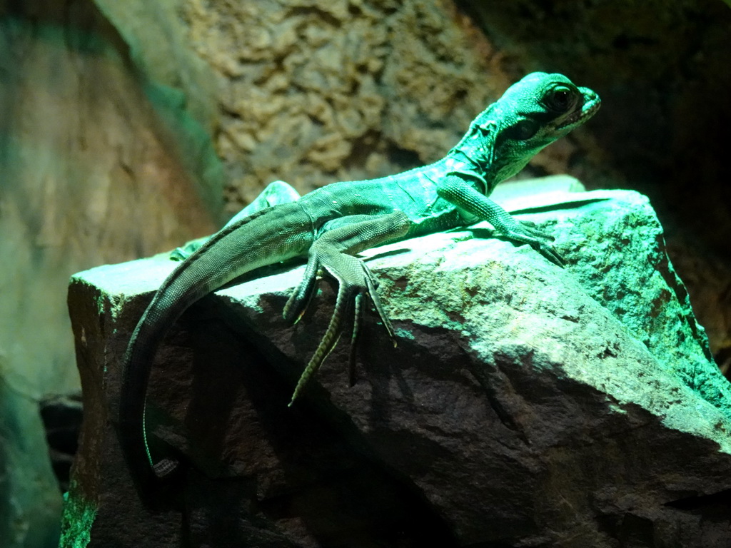 Newborn Amboina Sail-finned Lizard at the lower floor of the Reptielenhuis De Aarde zoo