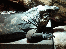 Rhinoceros Iguana at the upper floor of the Reptielenhuis De Aarde zoo