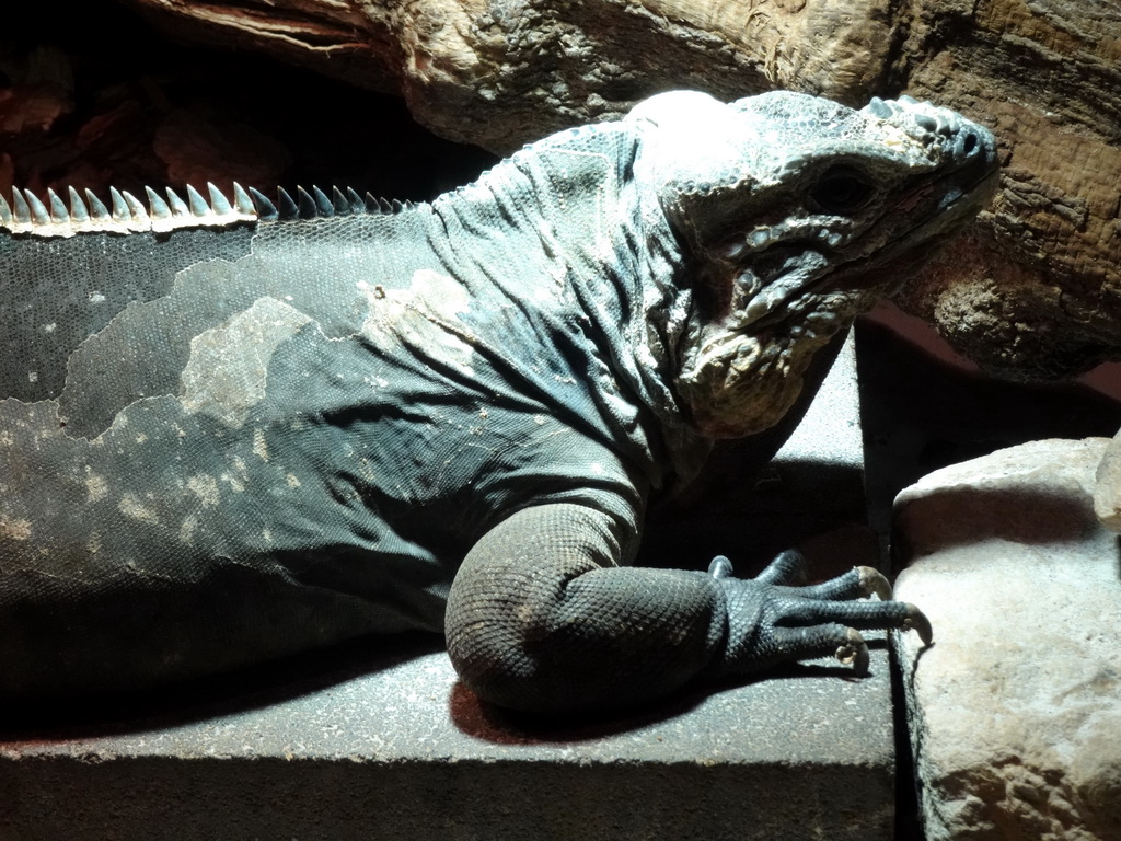 Rhinoceros Iguana at the upper floor of the Reptielenhuis De Aarde zoo