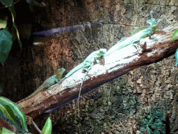 Plumed Basilisks at the upper floor of the Reptielenhuis De Aarde zoo