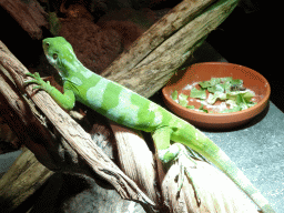 Fiji Banded Iguana at the upper floor of the Reptielenhuis De Aarde zoo