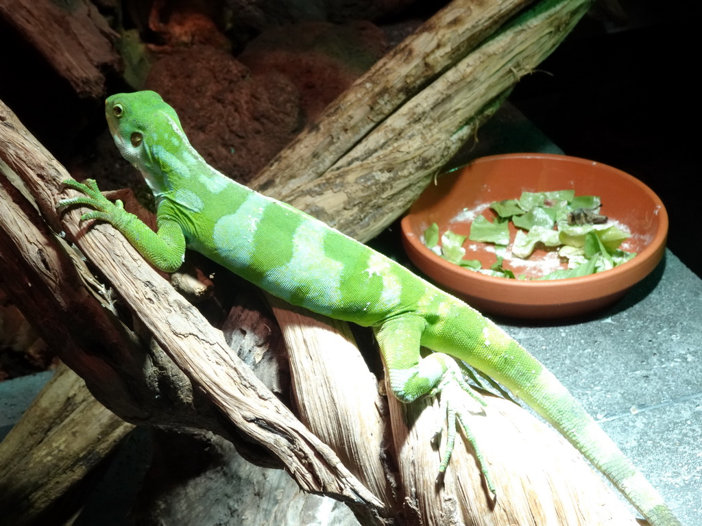 Fiji Banded Iguana at the upper floor of the Reptielenhuis De Aarde zoo