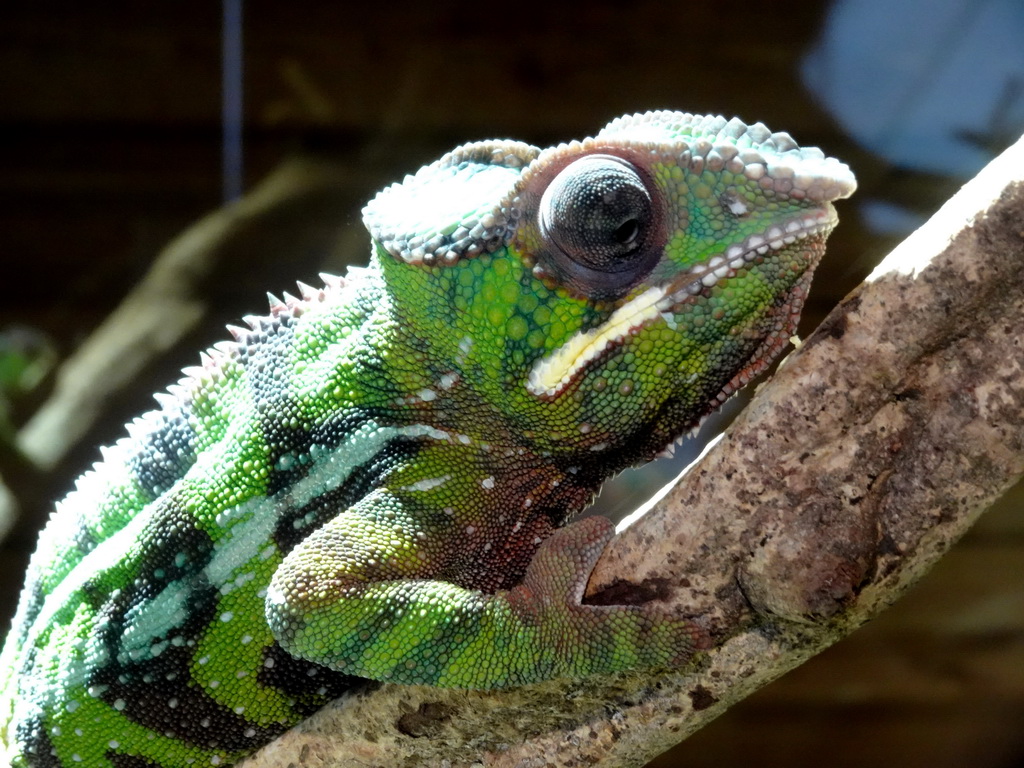 Panther Chameleon at the upper floor of the Reptielenhuis De Aarde zoo