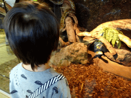 Max with Reticulated Pythons at the upper floor of the Reptielenhuis De Aarde zoo