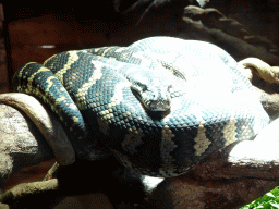 Carpet Python at the upper floor of the Reptielenhuis De Aarde zoo