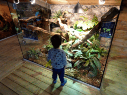 Max with a Blue-spotted Tree Monitor at the upper floor of the Reptielenhuis De Aarde zoo