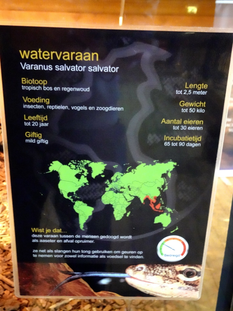 Explanation on the Asian Water Monitor at the upper floor of the Reptielenhuis De Aarde zoo