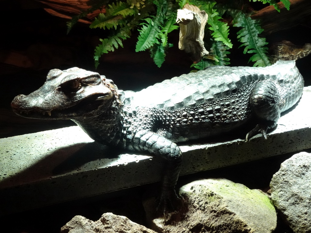 Cuvier`s Dwarf Caiman at the upper floor of the Reptielenhuis De Aarde zoo