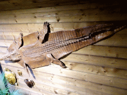 Crocodile skin on the wall of the Reptielenhuis De Aarde zoo, viewed from the right staircase