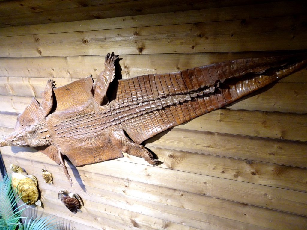 Crocodile skin on the wall of the Reptielenhuis De Aarde zoo, viewed from the right staircase