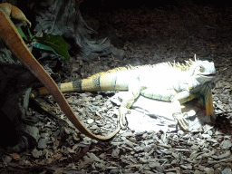 Green Iguanas at the lower floor of the Reptielenhuis De Aarde zoo