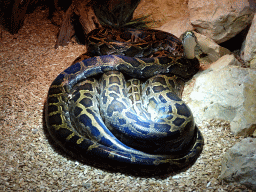 Indian Python at the lower floor of the Reptielenhuis De Aarde zoo