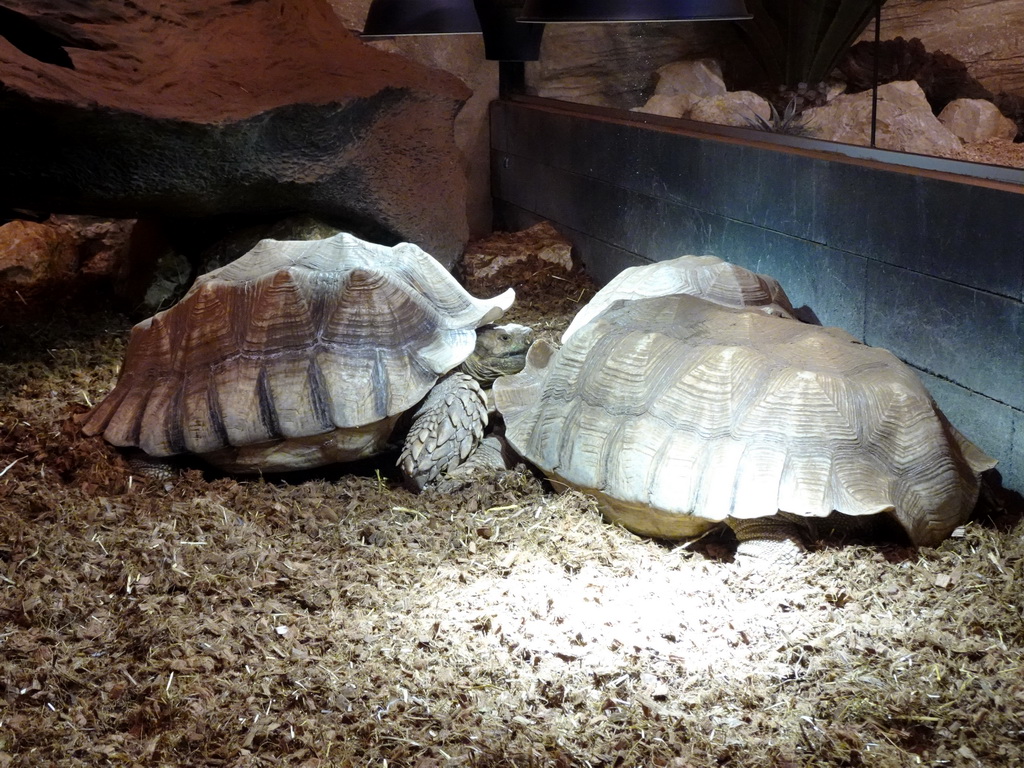 African Spurred Tortoises at the lower floor of the Reptielenhuis De Aarde zoo