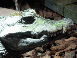 Dwarf Crocodile at the lower floor of the Reptielenhuis De Aarde zoo