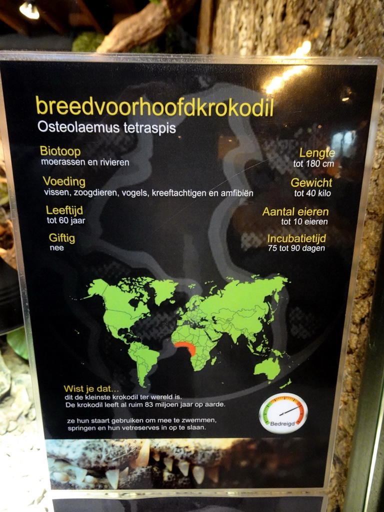 Explanation on the Dwarf Crocodile at the lower floor of the Reptielenhuis De Aarde zoo