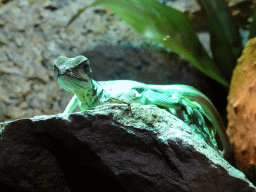 Newborn Amboina Sail-finned Lizard at the lower floor of the Reptielenhuis De Aarde zoo