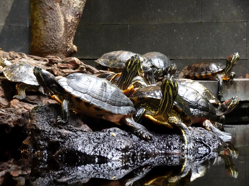 Red-eared Sliders at the lower floor of the Reptielenhuis De Aarde zoo