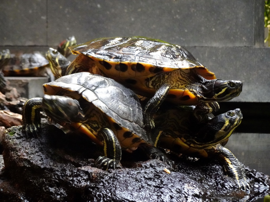 Red-eared Sliders at the lower floor of the Reptielenhuis De Aarde zoo