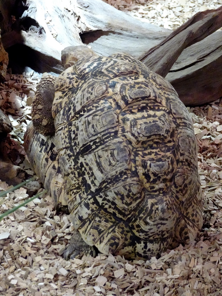 Leopard Tortoises at the lower floor of the Reptielenhuis De Aarde zoo