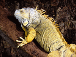 Lizard at the lower floor of the Reptielenhuis De Aarde zoo