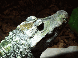 Dwarf Crocodile at the lower floor of the Reptielenhuis De Aarde zoo