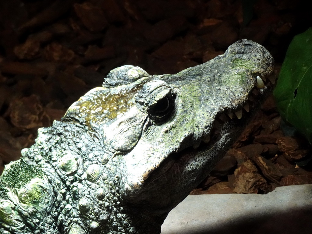 Dwarf Crocodile at the lower floor of the Reptielenhuis De Aarde zoo