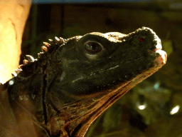 Amboina Sail-finned Lizard at the upper floor of the Reptielenhuis De Aarde zoo