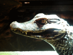 breda_8_056 - 239 kb - 1024x768 - Cuvier`s Dwarf Caiman at the upper floor of the Reptielenhuis De Aarde zoo Cuvier`s Dwarf Caiman at the upper floor of the Reptielenhuis De Aarde zoo