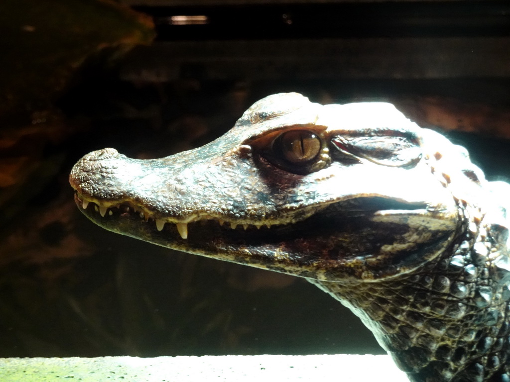 Cuvier`s Dwarf Caiman at the upper floor of the Reptielenhuis De Aarde zoo