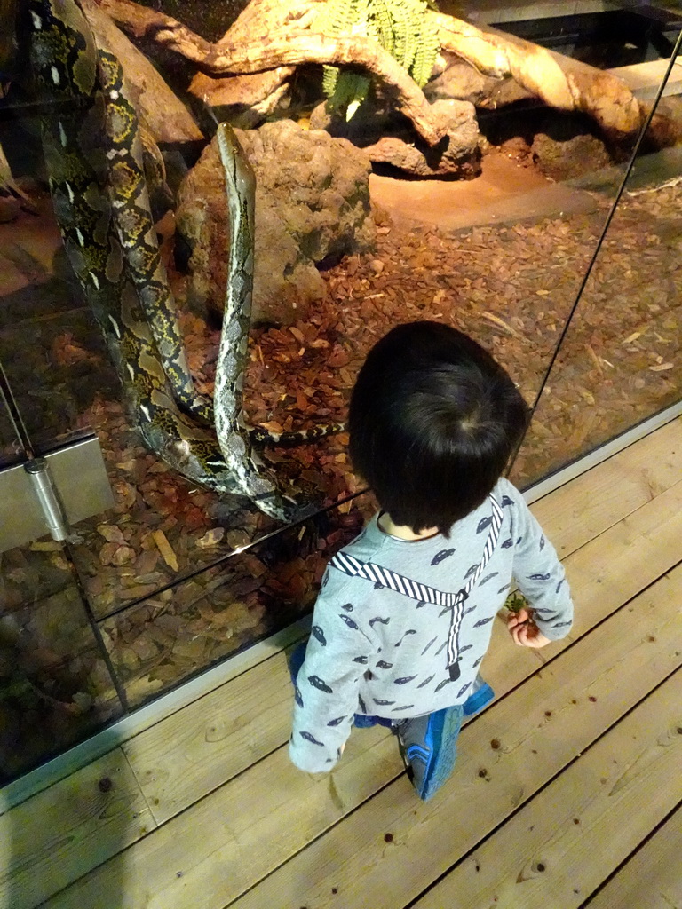 Max with a Reticulated Python at the upper floor of the Reptielenhuis De Aarde zoo