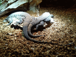 Argentine Black and White Tegus at the upper floor of the Reptielenhuis De Aarde zoo