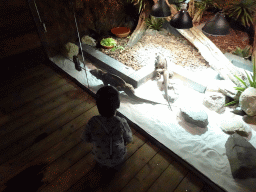 Max with Rhinoceros Iguanas at the upper floor of the Reptielenhuis De Aarde zoo