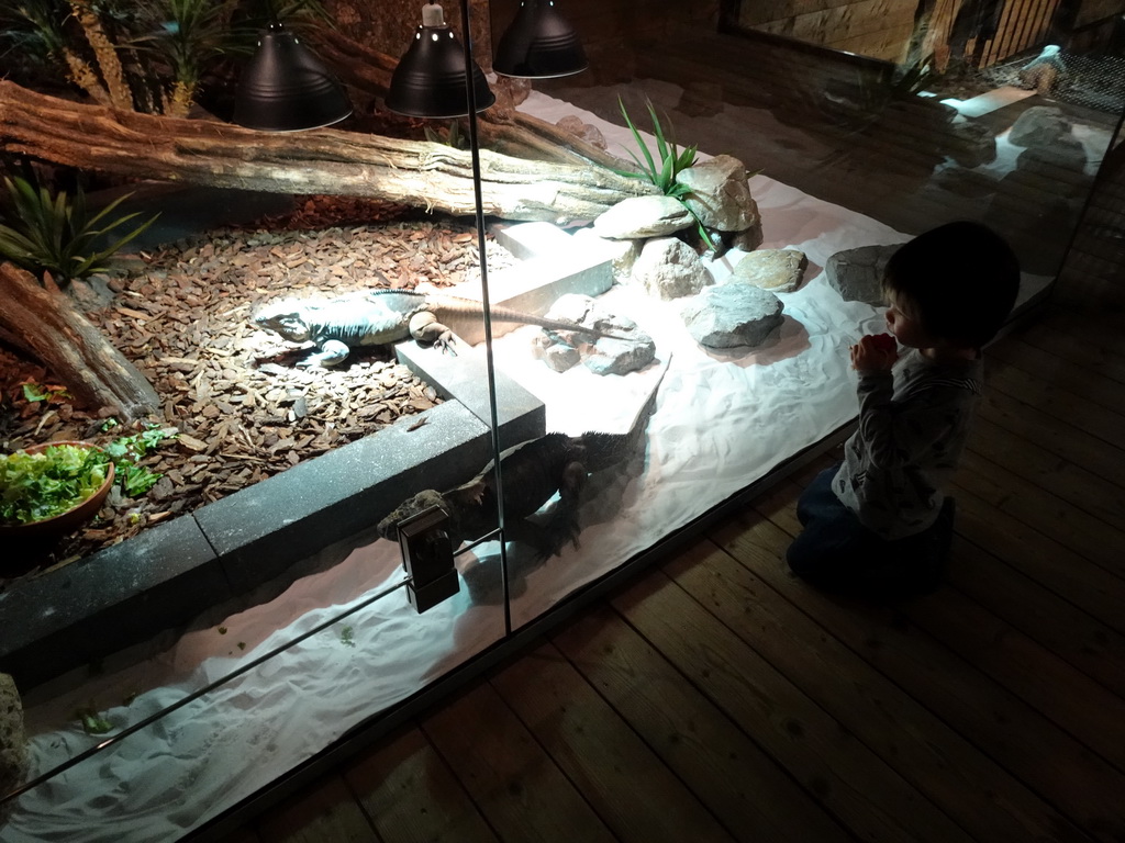 Max with Rhinoceros Iguanas at the upper floor of the Reptielenhuis De Aarde zoo