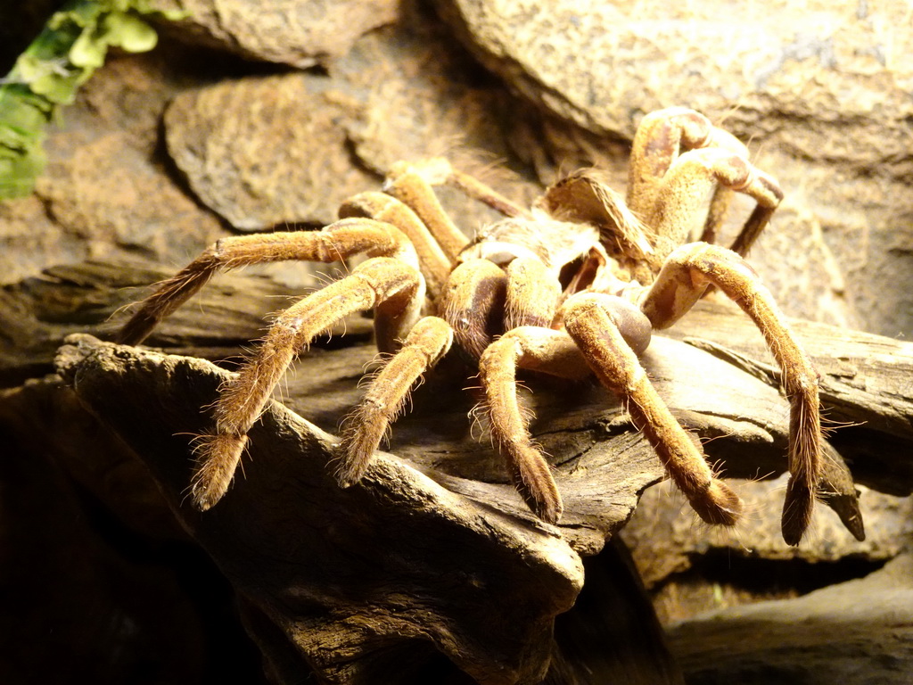 Skin of a Tarantula at the lower floor of the Reptielenhuis De Aarde zoo