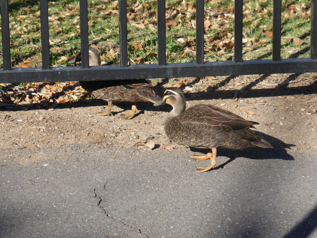 Ducks at Wickham Park