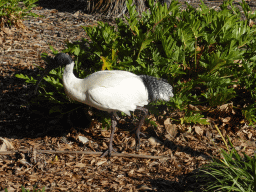 Australian White Ibis at Wickham Park