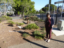 Miaomiao with a Australian White Ibis at Wickham Park