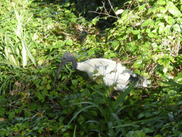 Australian White Ibis at Wickham Park