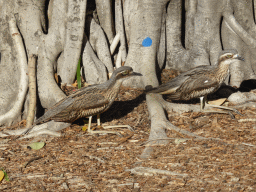 Bush Stone-curlews at Wickham Park