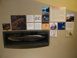 Model and information on the Queensland Lungfish at the first floor of the Queensland Museum & Sciencentre