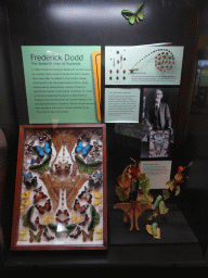 Models of butterflies and information on Frederick Dodd, the Butterfly man of Kuranda, at the first floor of the Queensland Museum & Sciencentre