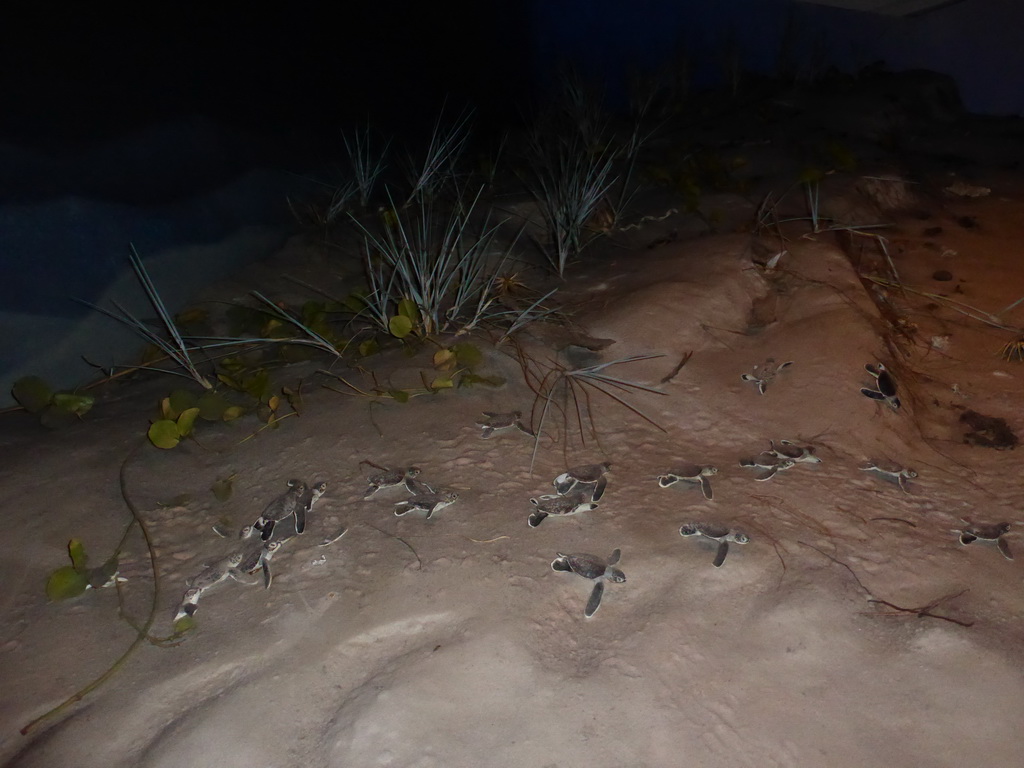 Model of a beach with baby turtles, at the first floor of the Queensland Museum & Sciencentre
