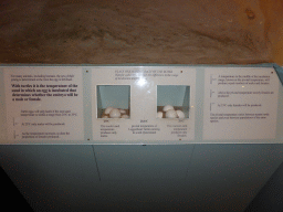 Information on the incubation temperatures of male and female turtle eggs, at the first floor of the Queensland Museum & Sciencentre