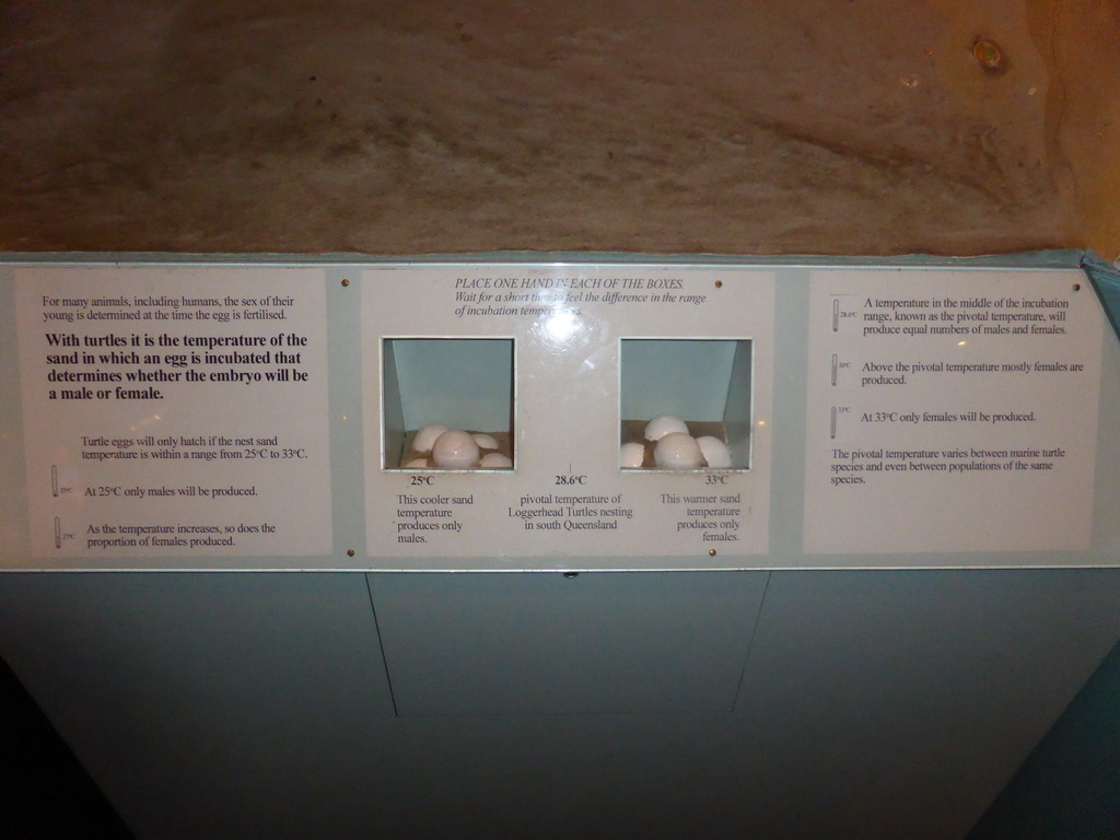 Information on the incubation temperatures of male and female turtle eggs, at the first floor of the Queensland Museum & Sciencentre