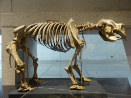Skeleton of a Diprotodon Optatum, at the first floor of the Queensland Museum & Sciencentre