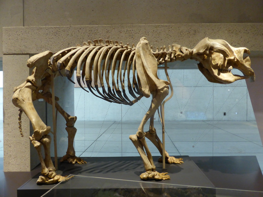 Skeleton of a Diprotodon Optatum, at the first floor of the Queensland Museum & Sciencentre