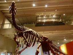 Skeleton of a Tyrannosaurus Rex, at the first floor of the Queensland Museum & Sciencentre