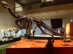 Miaomiao with a skeleton of a Tyrannosaurus Rex, at the first floor of the Queensland Museum & Sciencentre