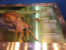 Model of a Giant Cuttlefish, with explanation, at the second floor of the Queensland Museum & Sciencentre